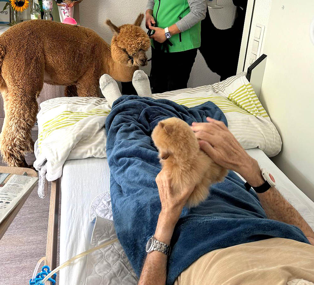 Alpaka-Besuch im Hospiz