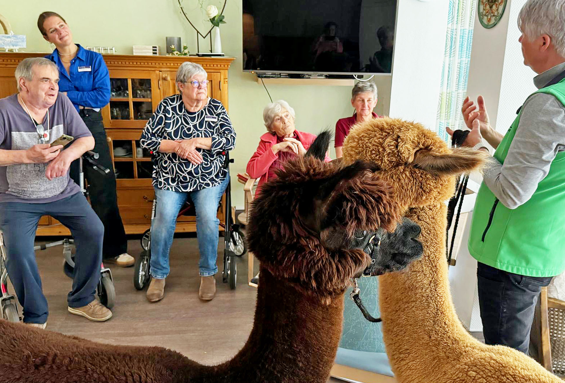Alpakas im Hospiz in Bergisch Gladbach