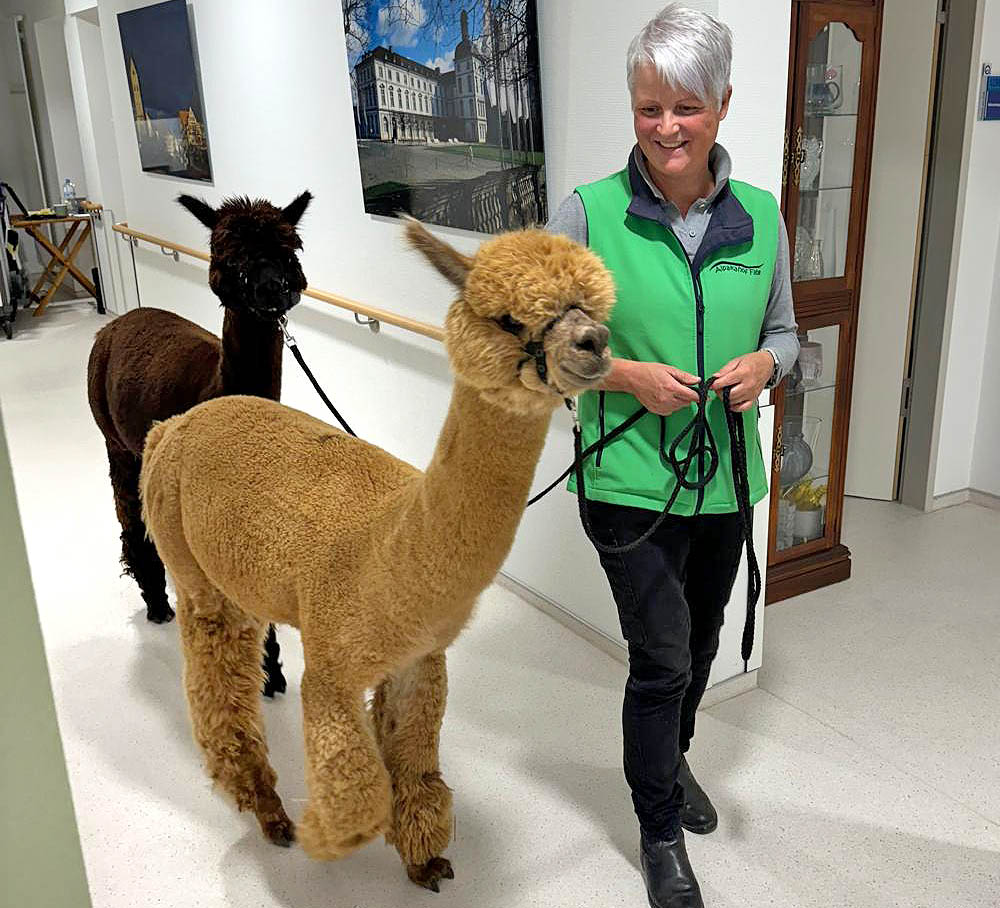 Alpaka-Besuch im Hospiz
