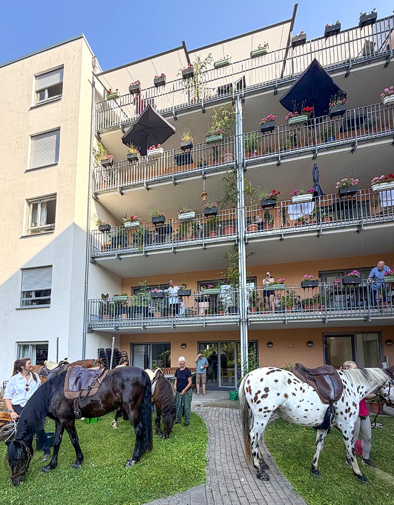 Pferde vor dem Hospiz